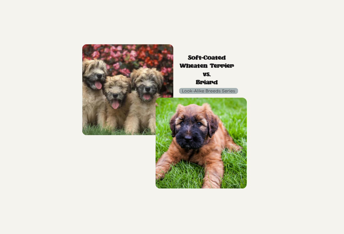 Look-Alike Breeds: How Are They Different? Soft Coated Wheaten Terrier vs. Briard