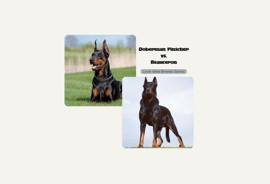 Look-Alike Breeds: How are they Different? Doberman Pinscher vs. Beauceron